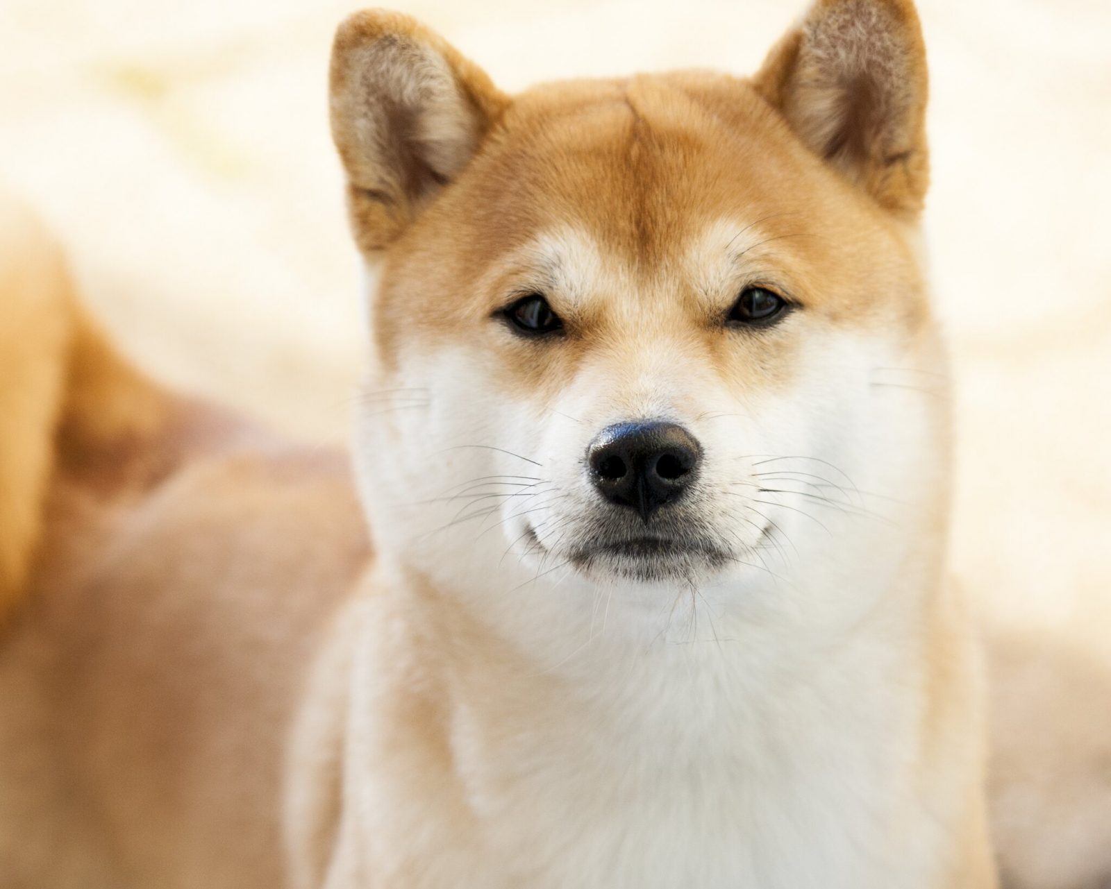 Сиба-ину: японская порода собак, описание