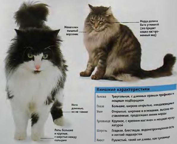 Особенности кошек породы кимрик и уход за ними