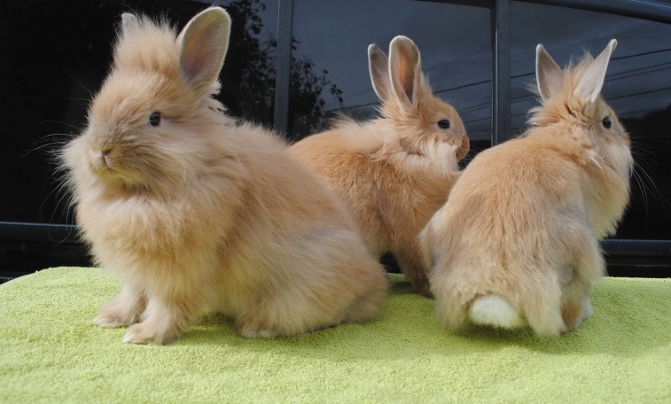 Декоративные породы кроликов: рейтинг самых интересных