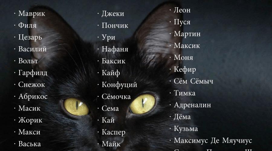Как выбрать имя для кошки? ТОП-7 интересных идей