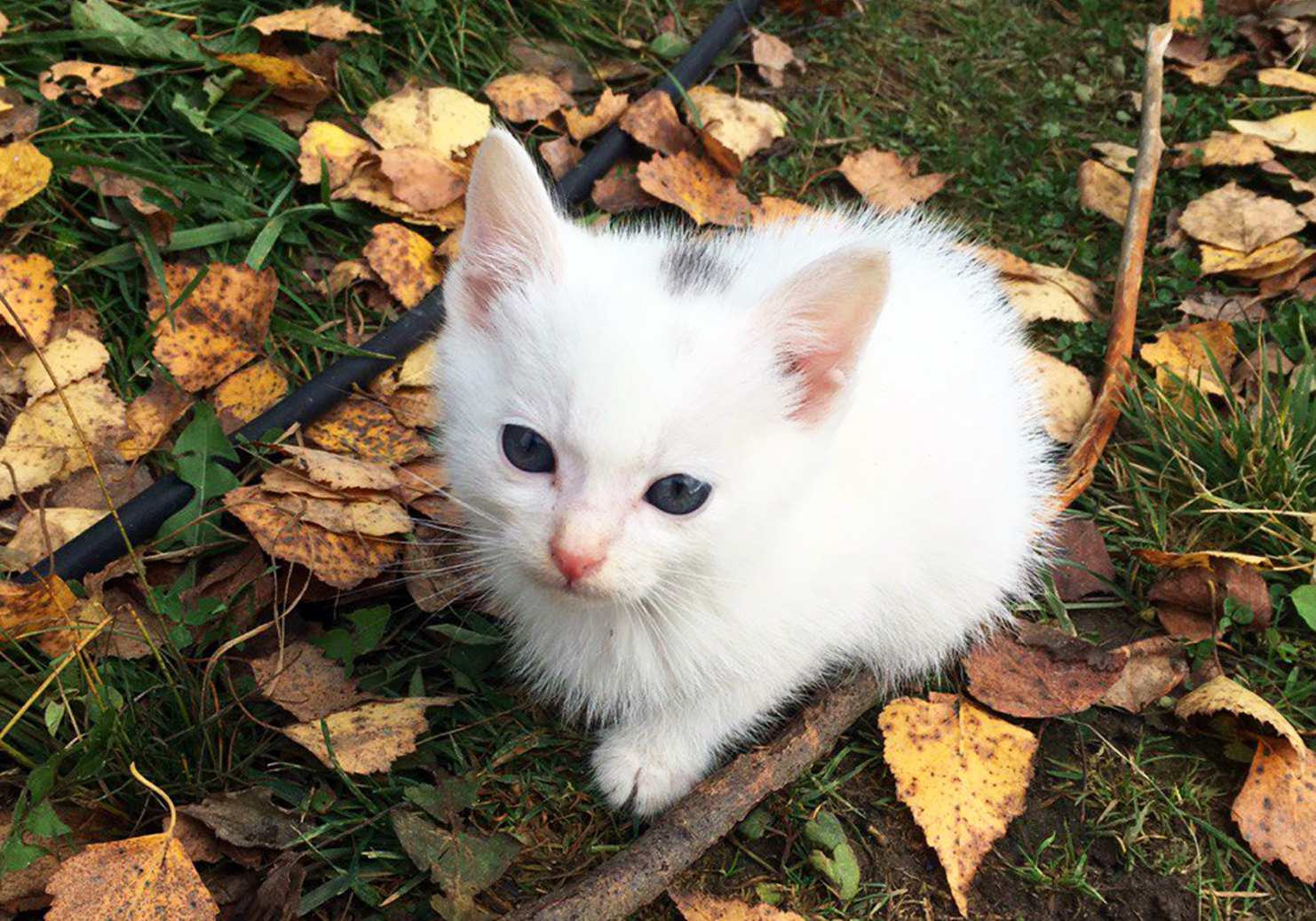 Подобрали котенка с улицы. Котенок на улице. Маленький котенок. Уличные котята. Маленький котенок на улице.