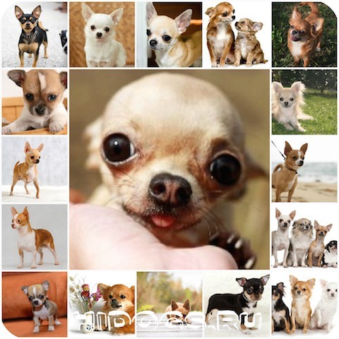 Чихуахуа: описание породы собак, характер