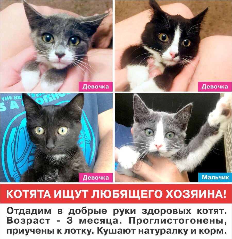 Как узнать возраст найденного котенка
