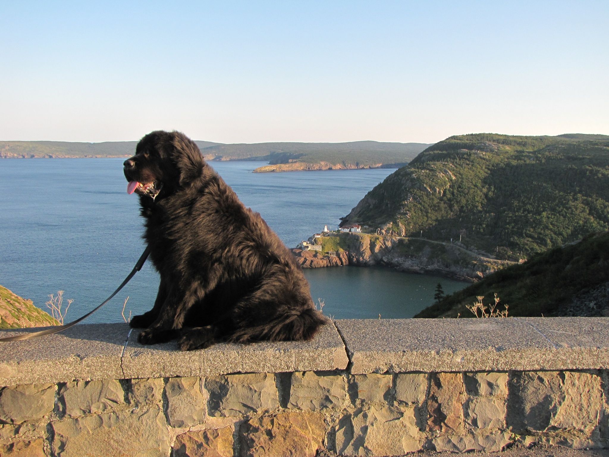 Водолаз (собака): описание ньюфаундлендов