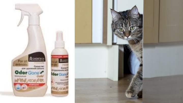 Как бороться с кошачьим запахом в доме