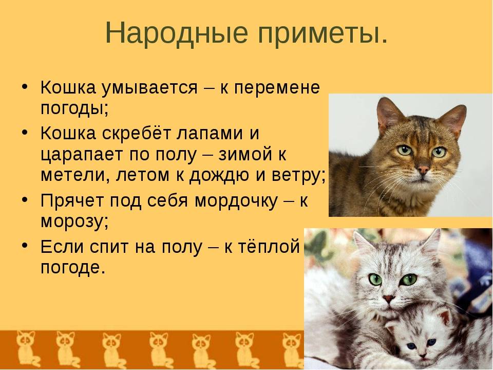 Приметы с кошками: основные примеры популярных суеверий
