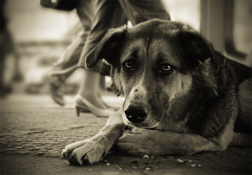 6 способов как помочь бездомным собакам, не подбирая всех домой