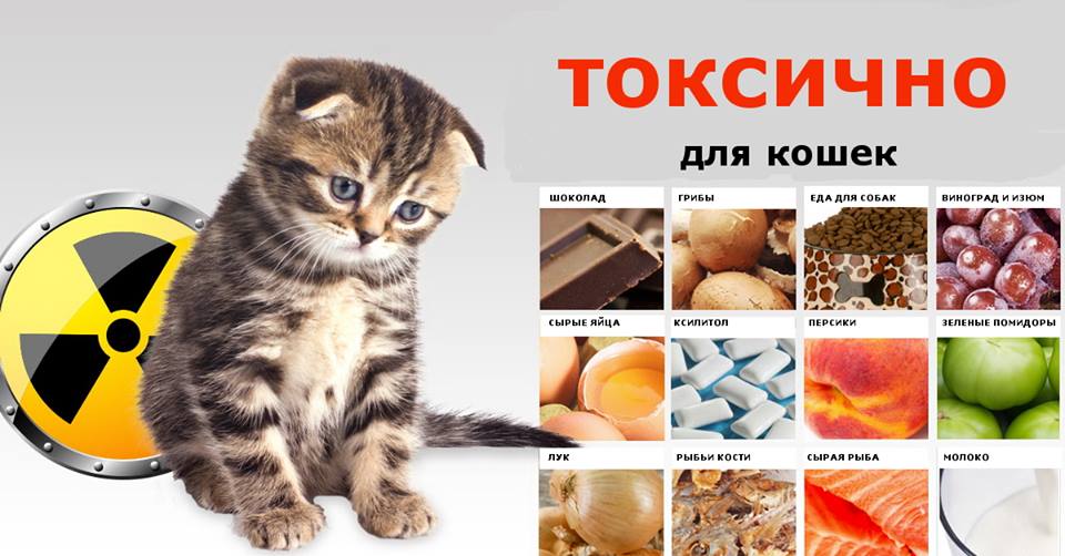 Витамины для кошек: необходимость приема и популярные производители