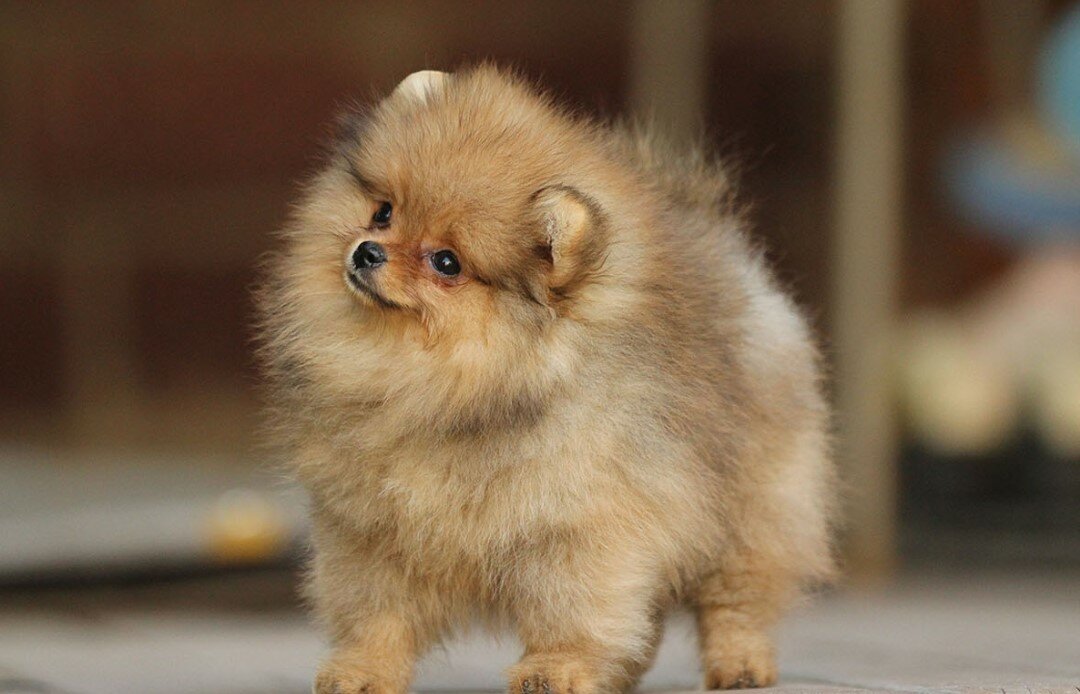 Мини шпиц: самые маленькие померанские собаки