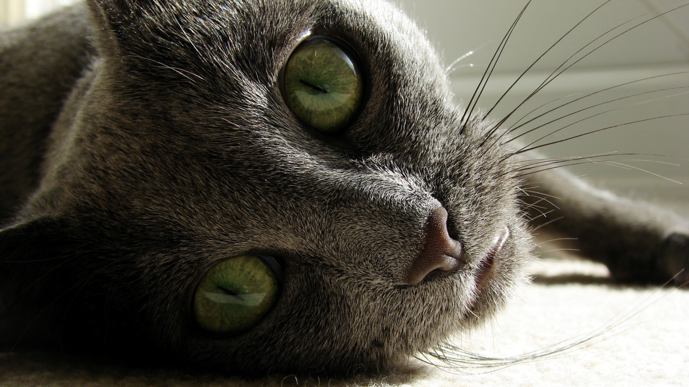 Большеглазые кошки: породы и их особенности