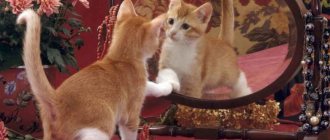 Видят ли кошки себя в зеркале