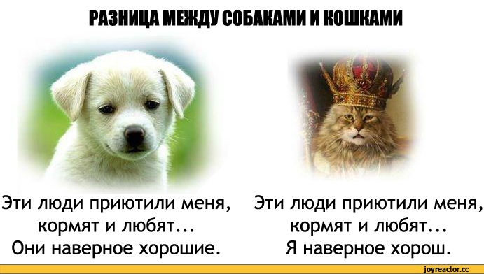 Кошки против собак: кого завести