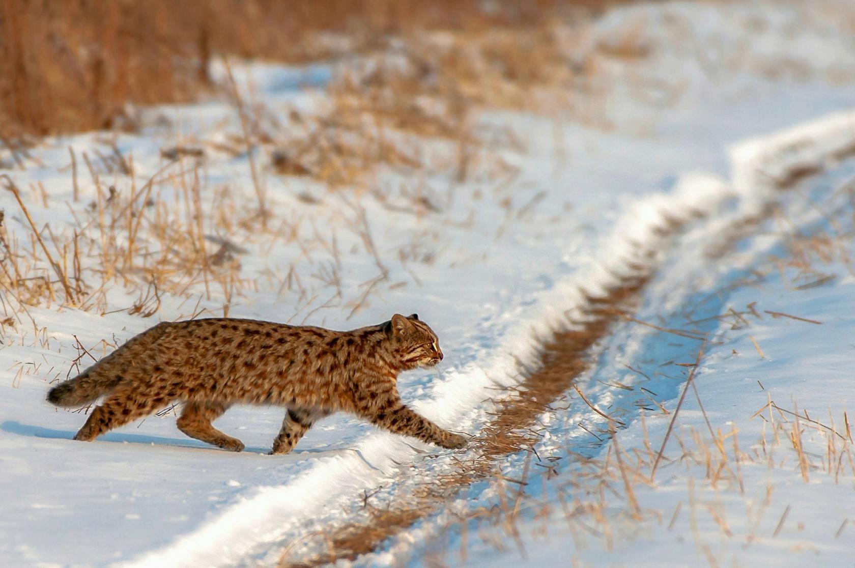 Амурский лесной кот (дальневосточная леопардовая кошка)