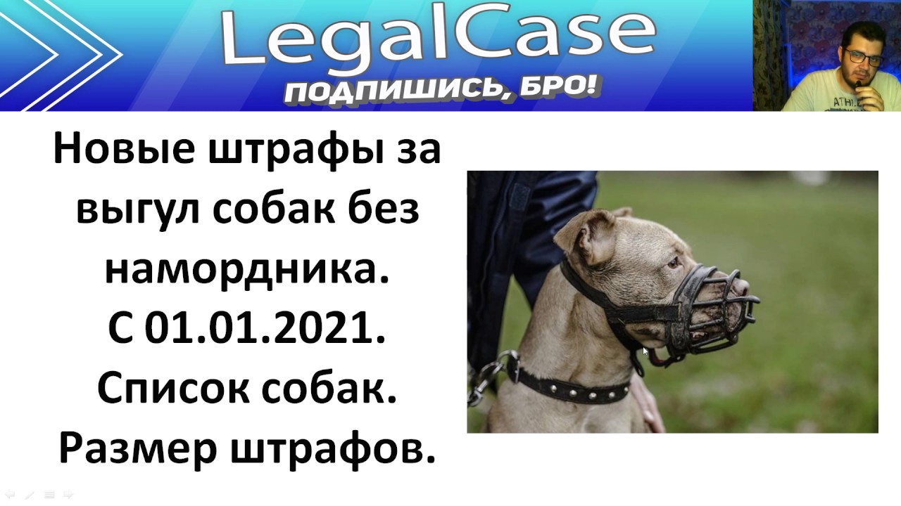 Список собак для выгула в наморднике по закону