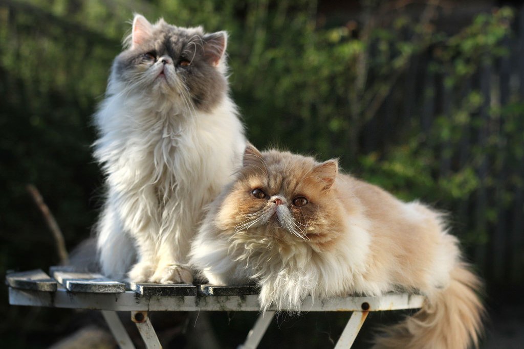 Персидские кошки и коты