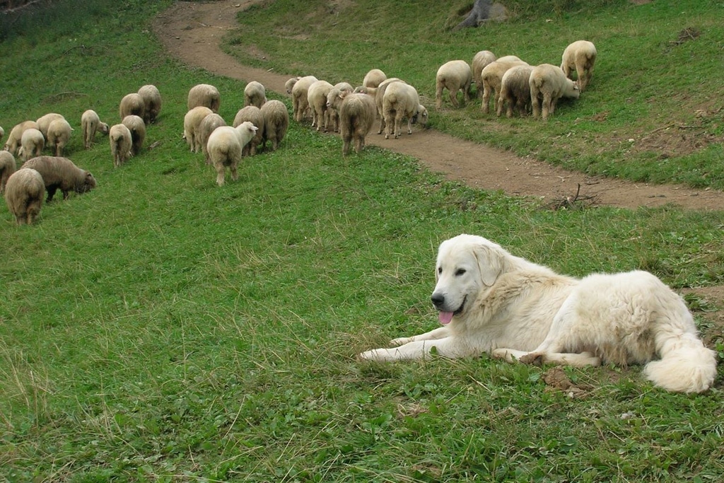 Польская подгалянская овчарка: описание породы собак
