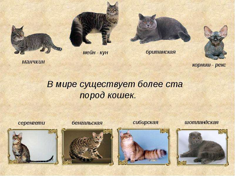 Их остались десятки во всем мире: исчезающие по вине людей породы кошек