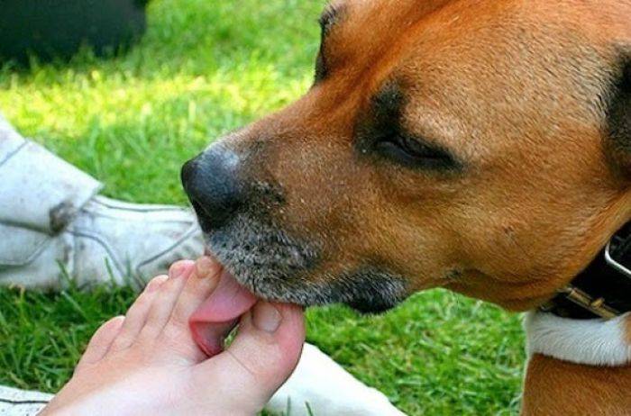 Собака чихает и фыркает: что это значит и что делать