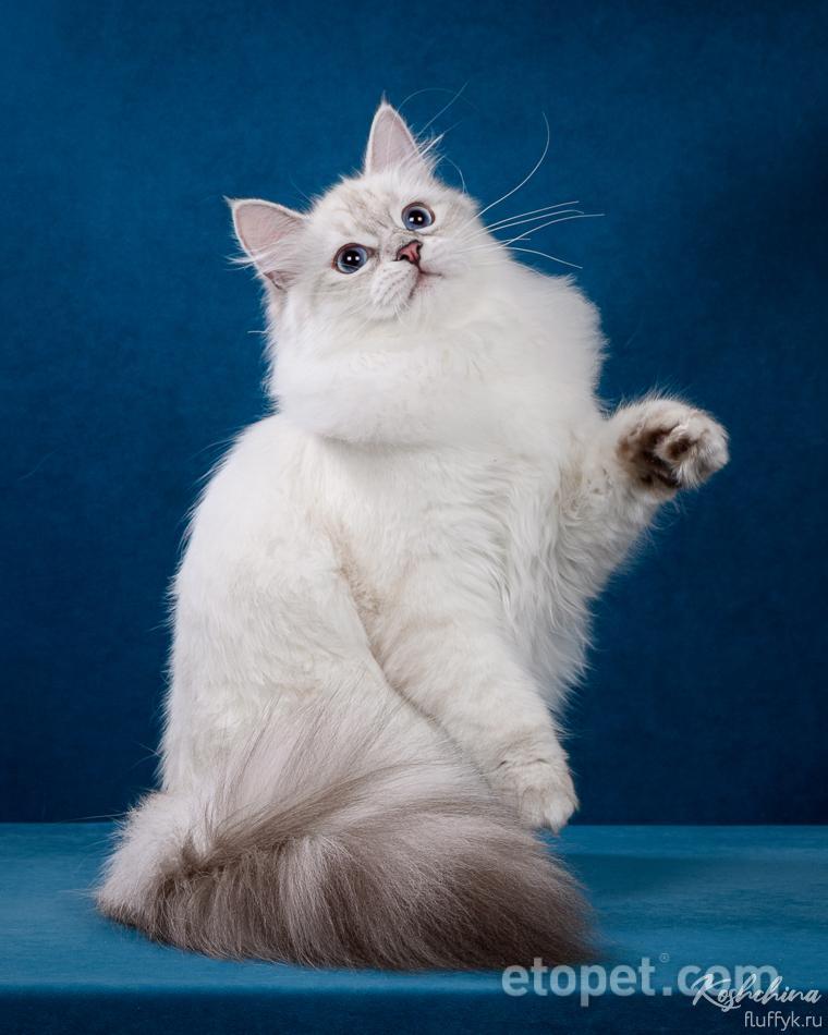 Невская маскарадная кошка: трепетная душа в нарядном оформлении