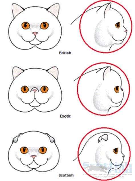 Как отличить кота от кошки по морде: различия