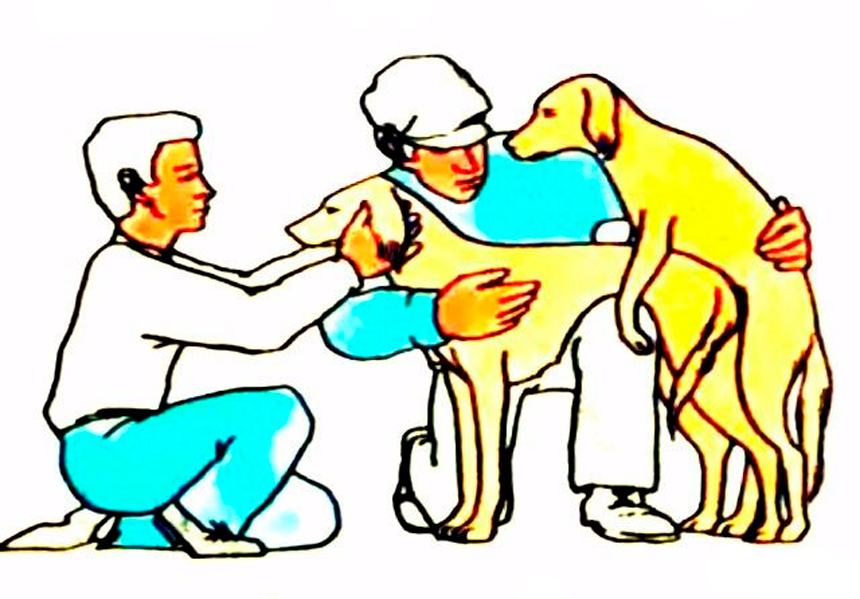 Основные правила и особенности вязки собак