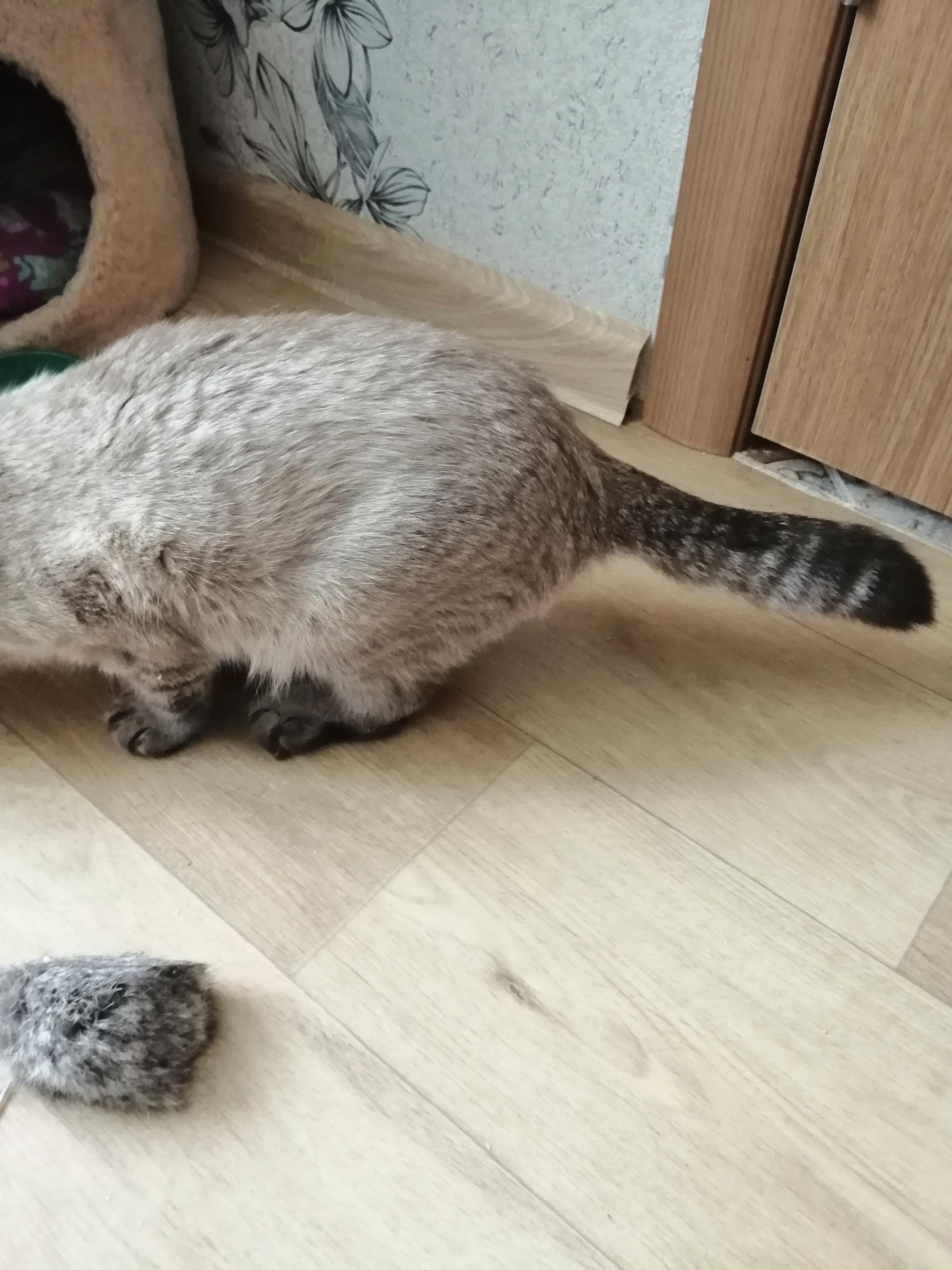 Кошка хромает на заднюю лапу без видимых повреждений