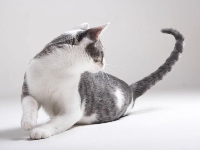 Почему кошка трясут хвостом как будто метит