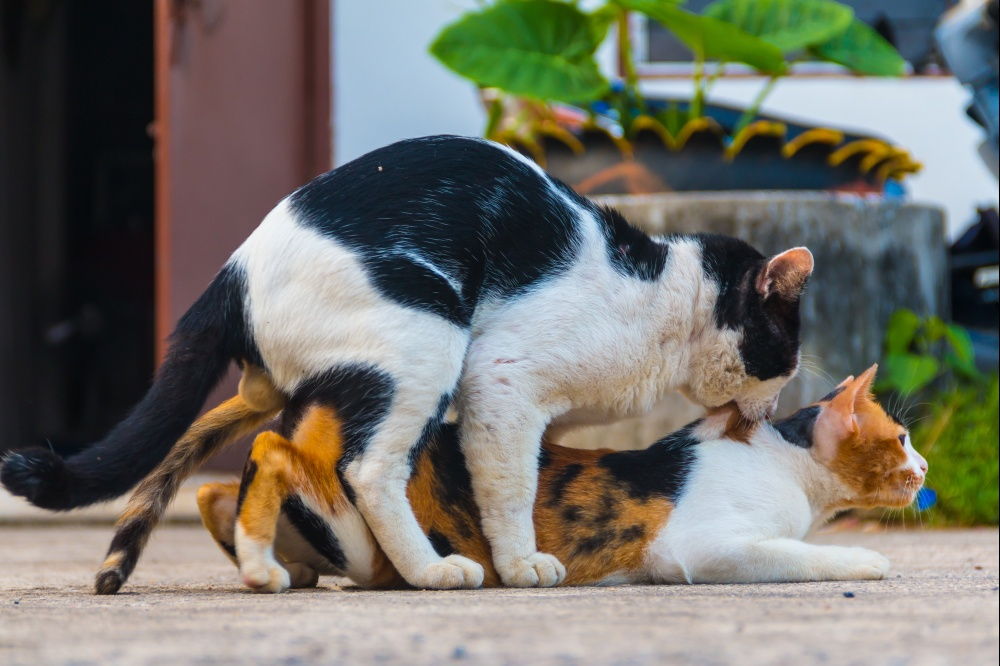 Кошачья любовь: как коты и кошки ее проявляют
