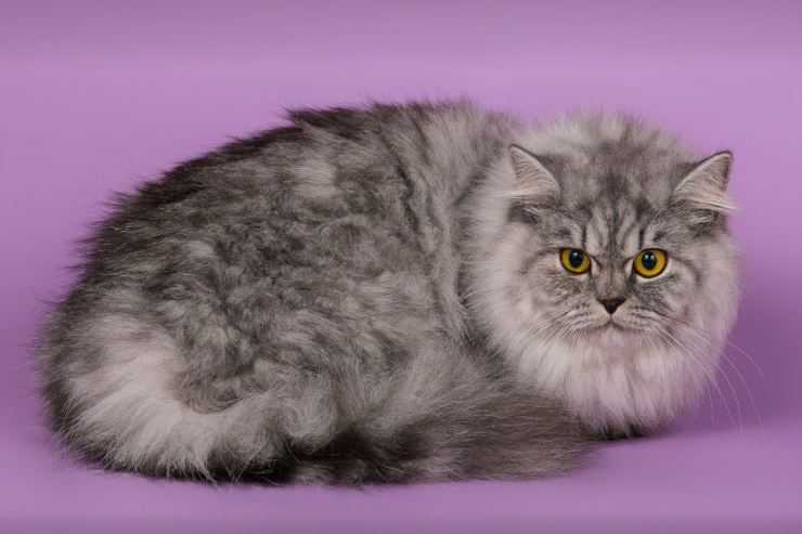 Роскошная британская длинношёрстная кошка