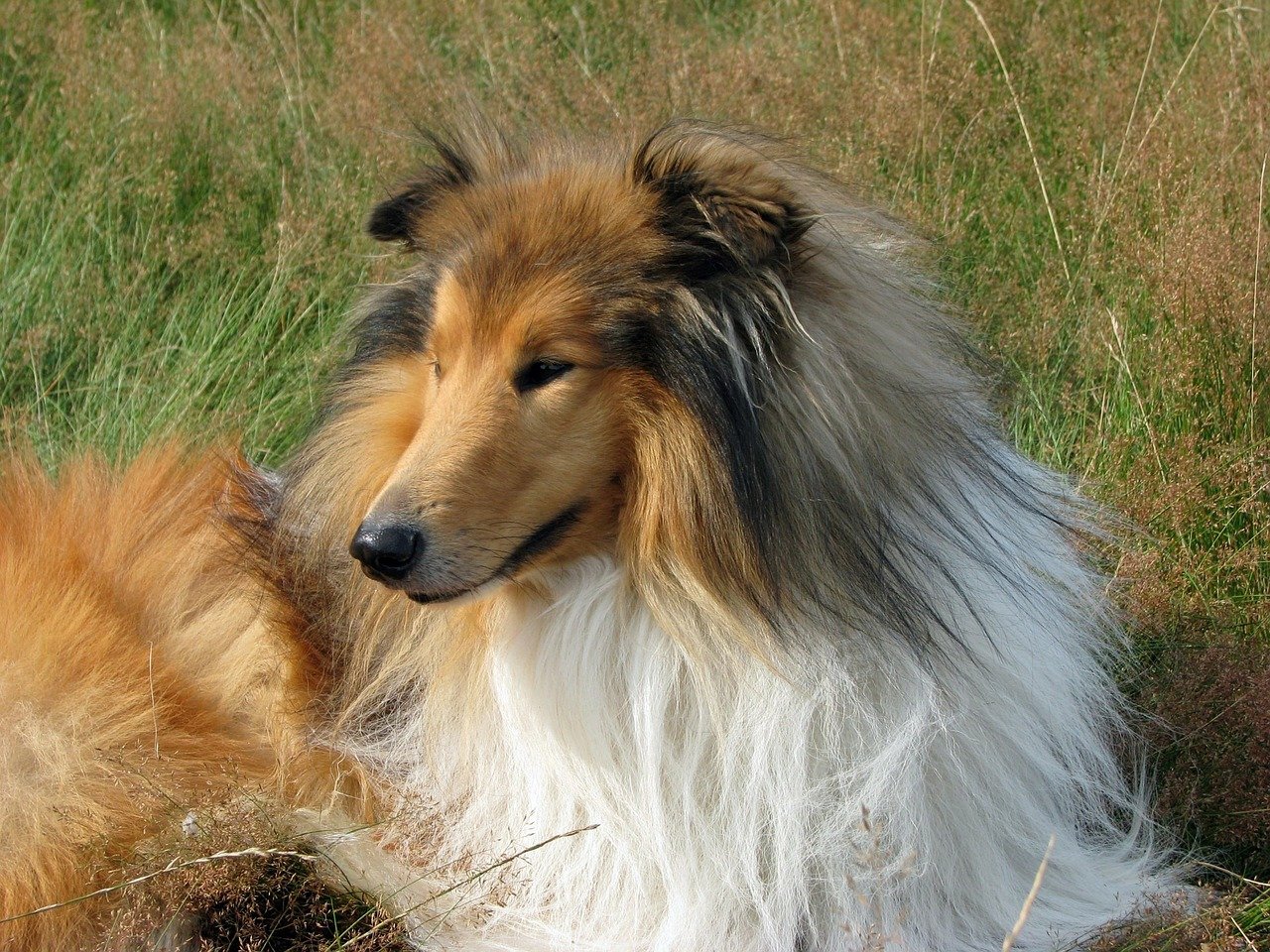 Колли (собака): шотландская овчарка, короткошерстный и длинношерстный