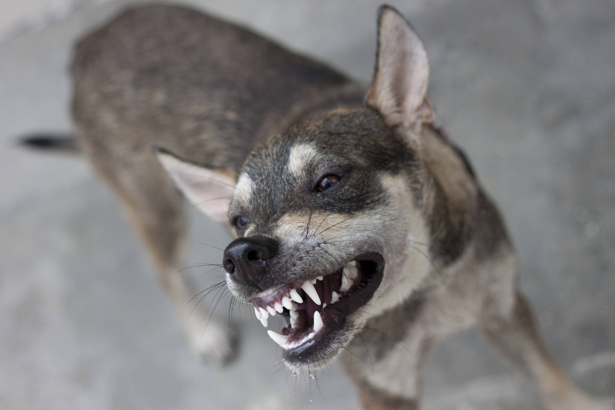 Породы собак, которые совершенно внезапно могут проявить агрессию