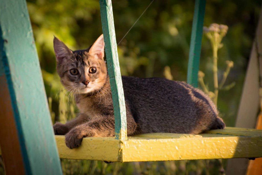 Чаузи: кошки и коты
