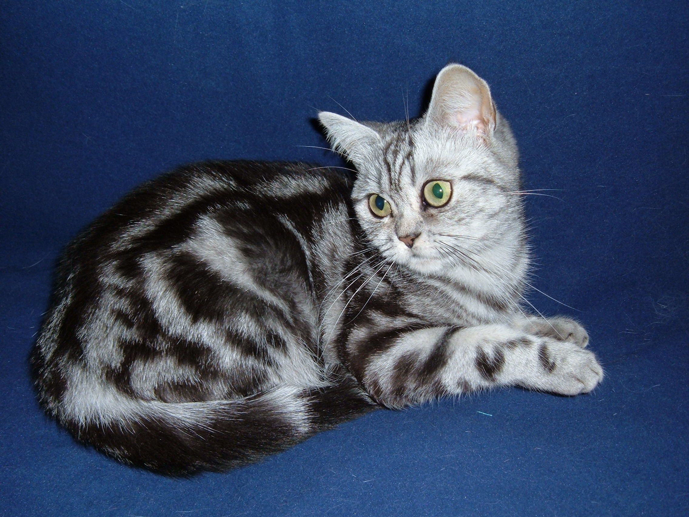 Породы кошек окрас табби. Британский мраморный табби. Британская кошка табби. Мраморный табби британец. Британский кот мраморный табби.
