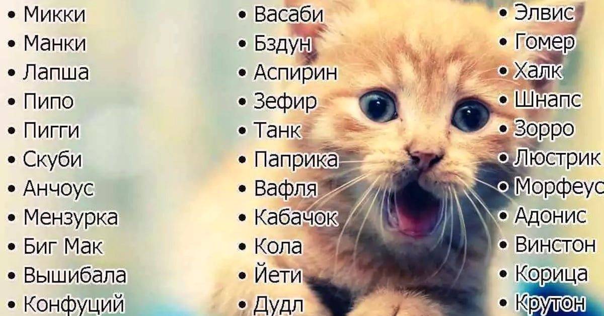 Имена для кошек девочек и мальчиков: как можно назвать легко и красиво