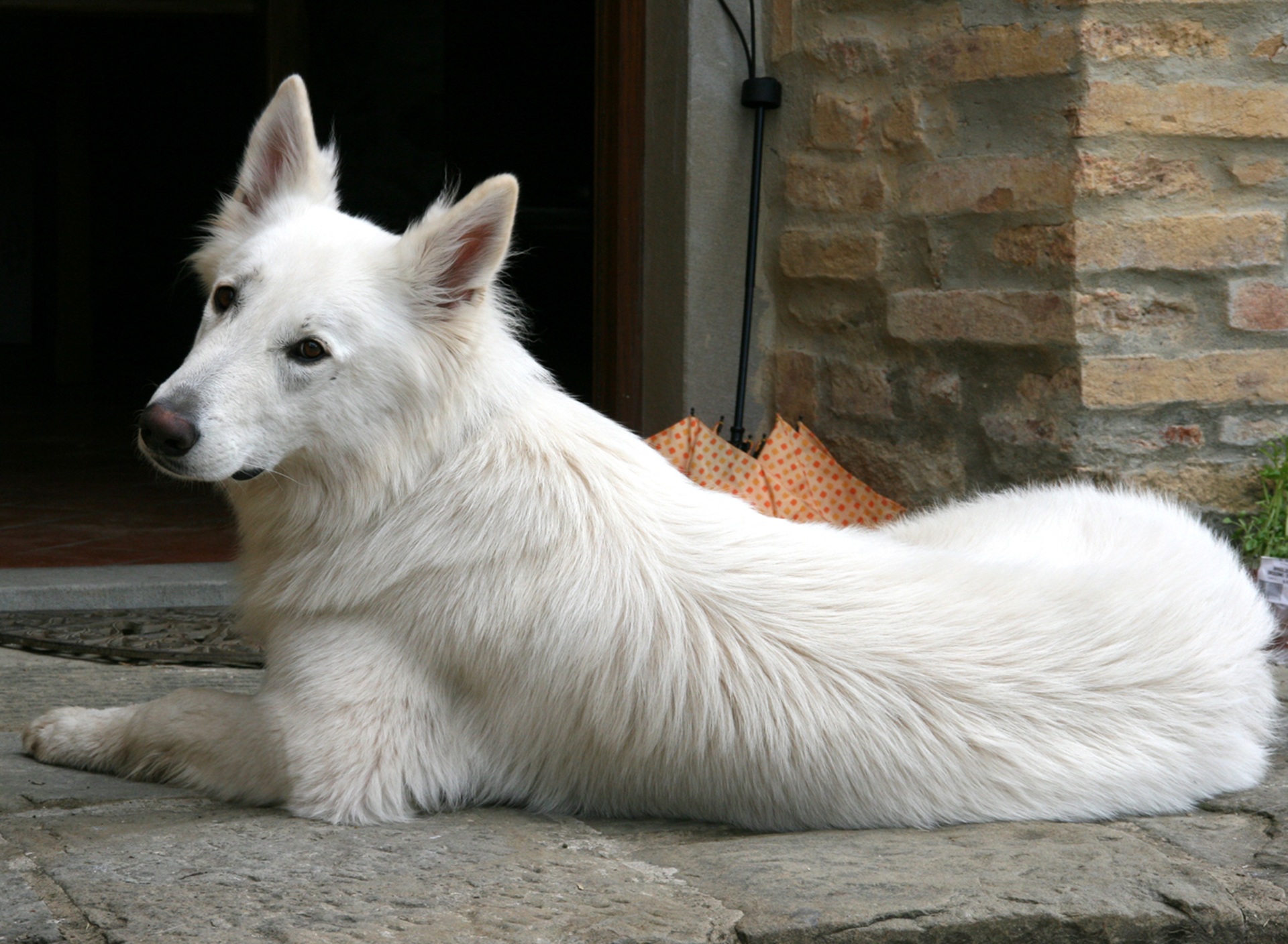 большая белая собака фото
