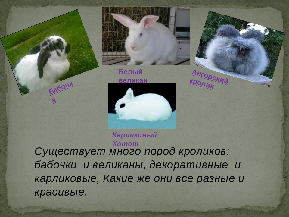 Кролик бабочка: описание породы и характеристика