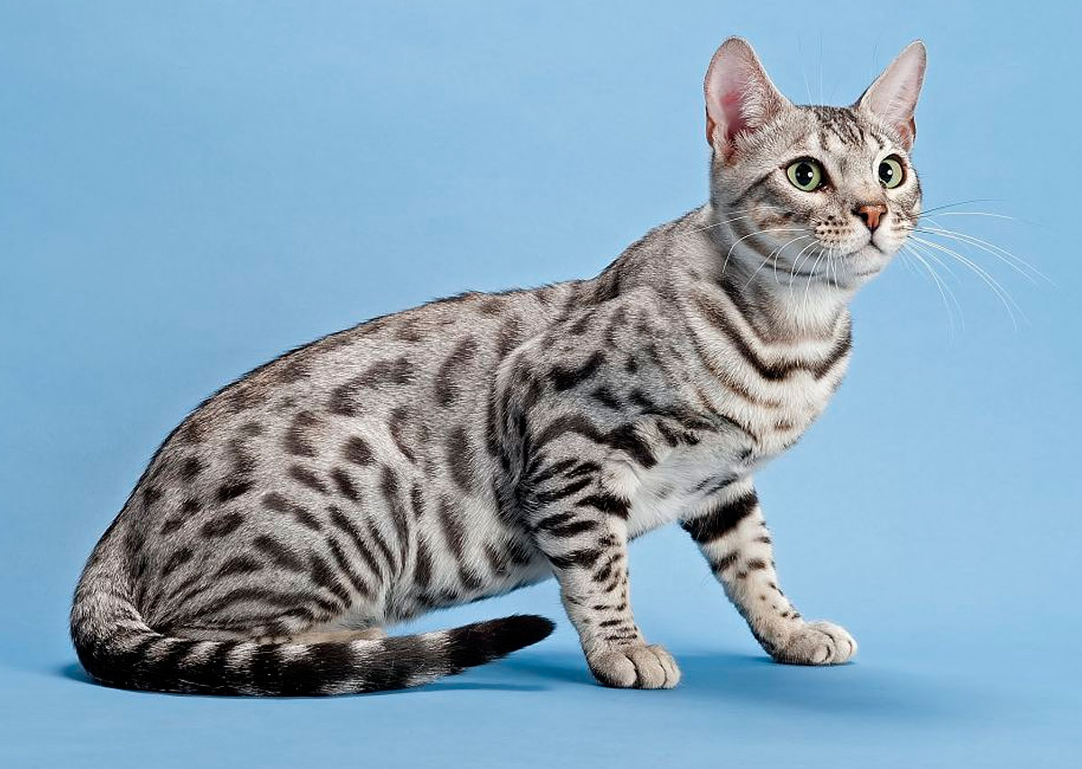 Пятнистая кошка — примеры пород и их названия