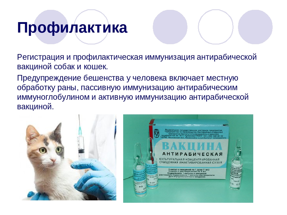 Прививка от бешенства кошке: когда делать вакцину