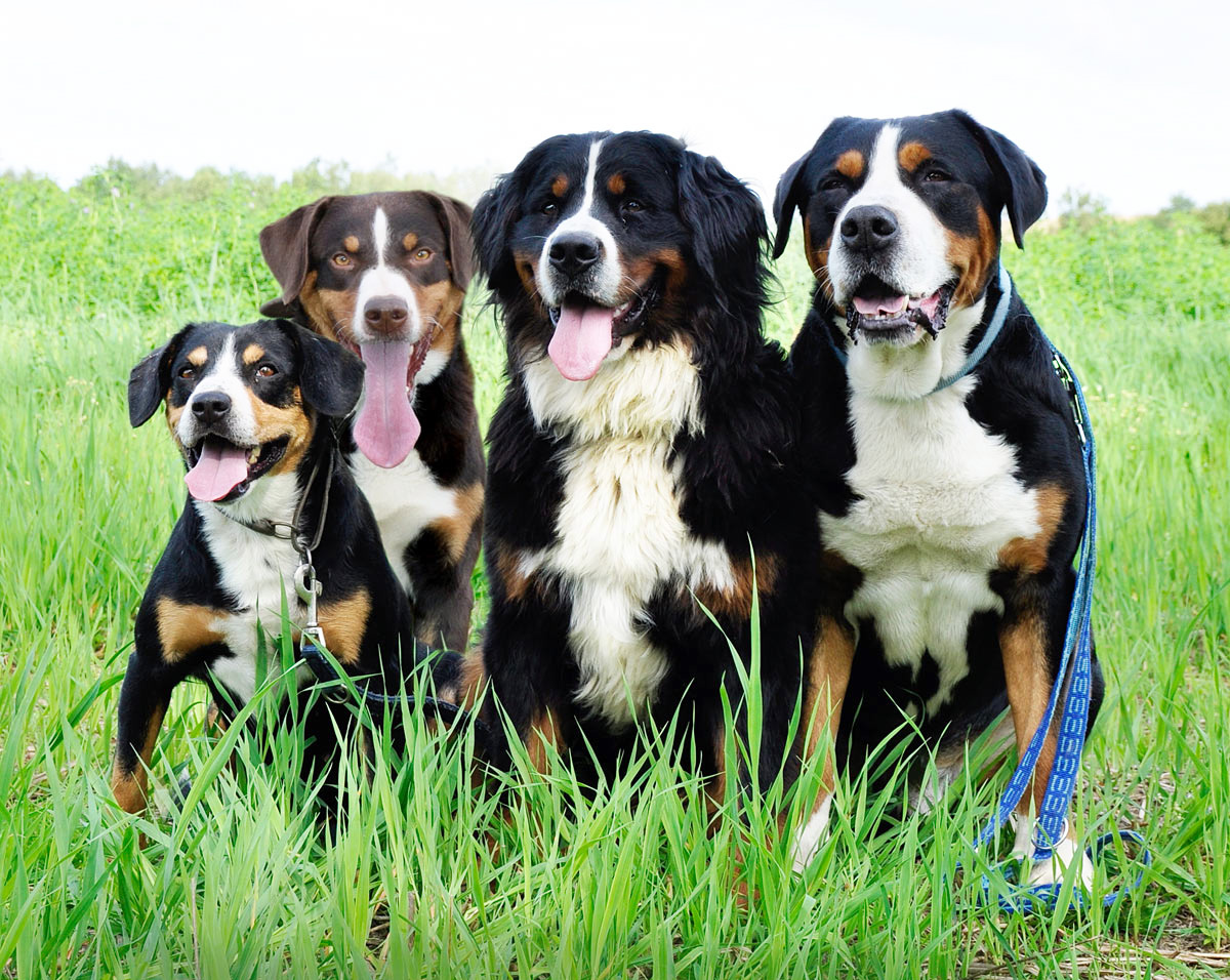 Бернский зенненхунд: описание породы собак