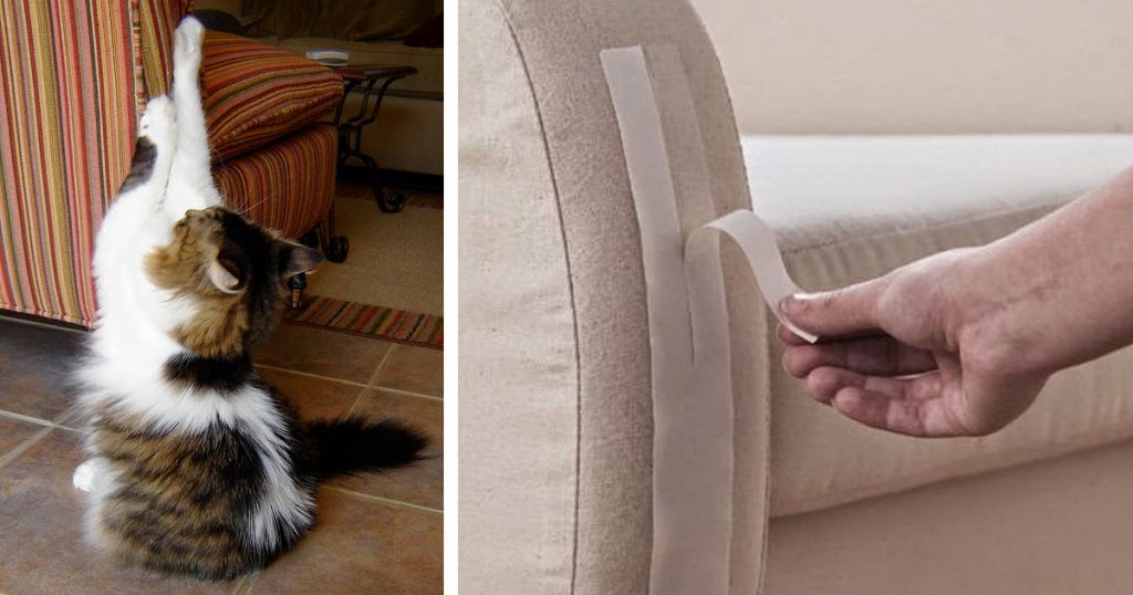 Как отучить кота драть мебель, диваны, обои