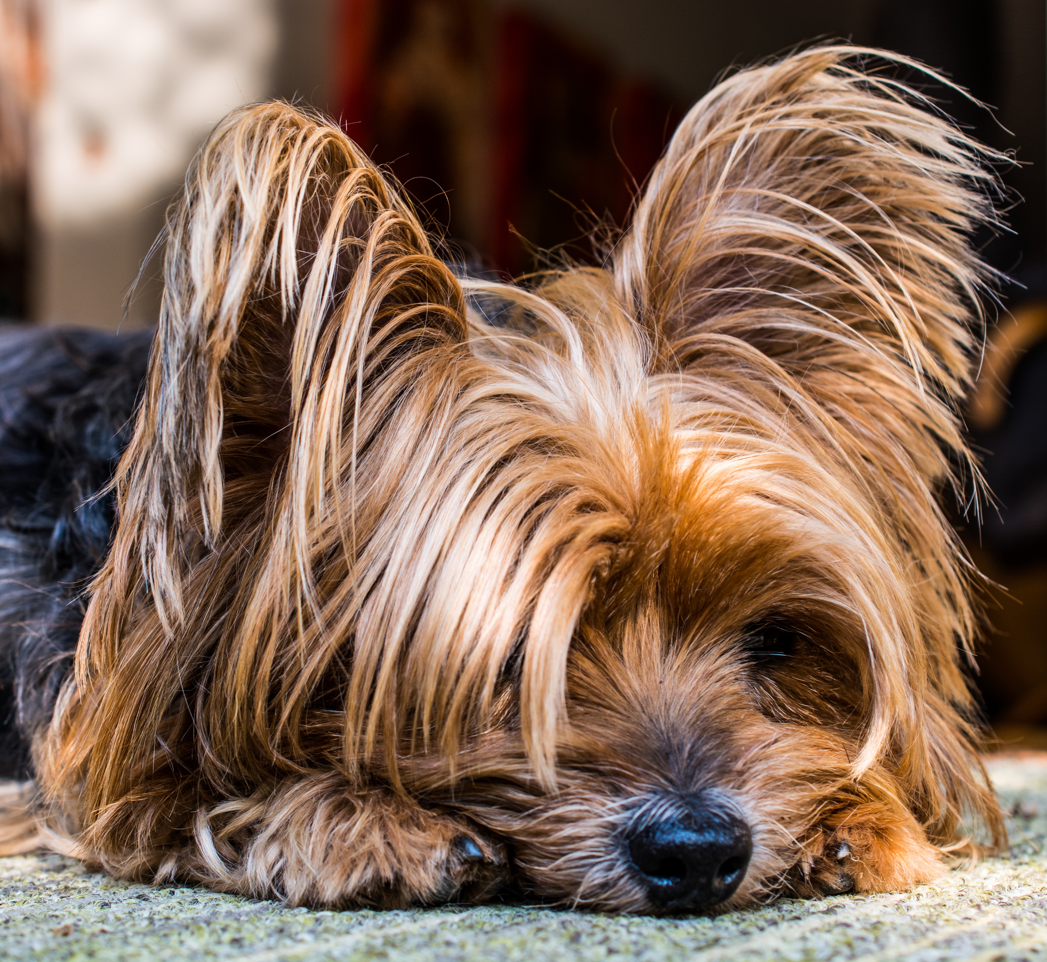 Породы собак йоркширский терьер с фотографиями