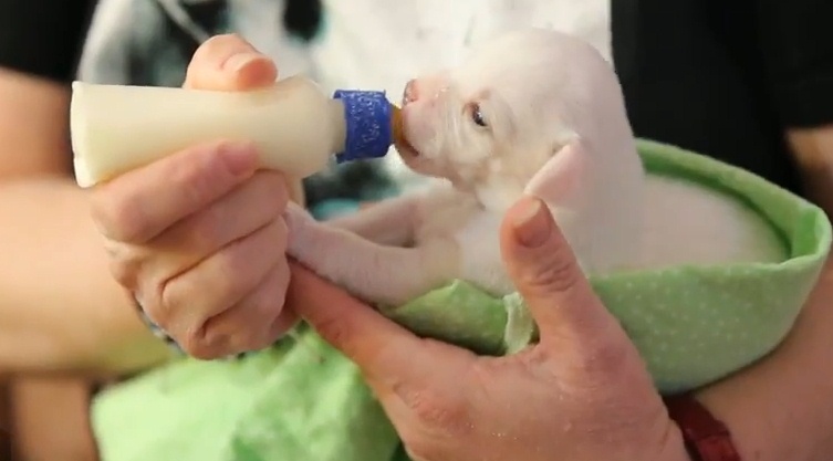 Чем кормить собаку после родов, чтобы было молоко