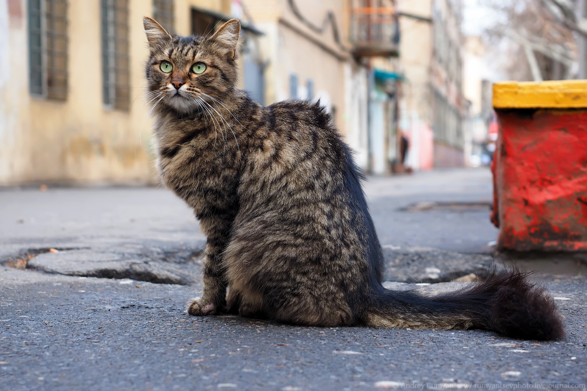 Чем уличный кот отличается от домашнего