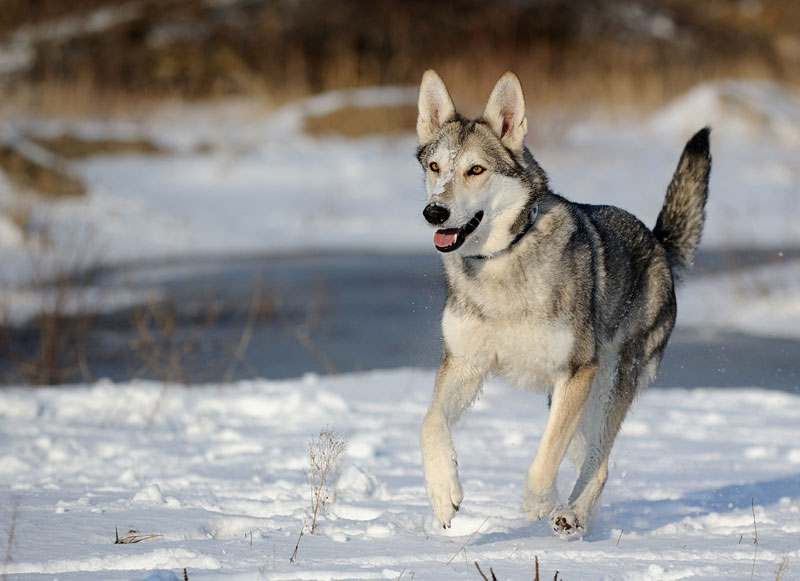 Бояться нечего — это волчья собака Сарлоса