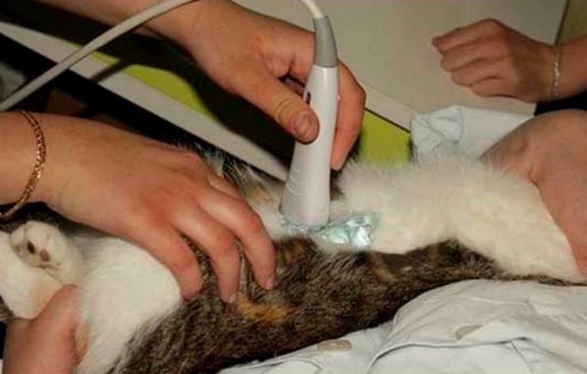 Мочекаменная болезнь кошек: причины, симптомы, лечение и профилактика
