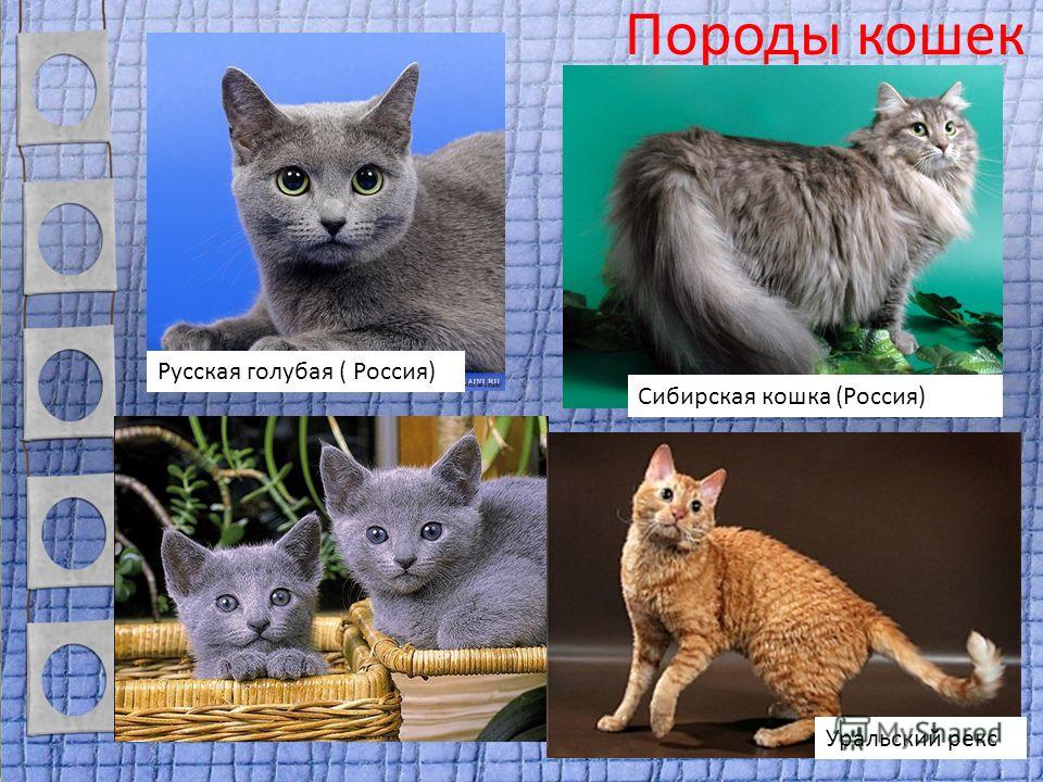 Русские породы кошек: названия самых популярных