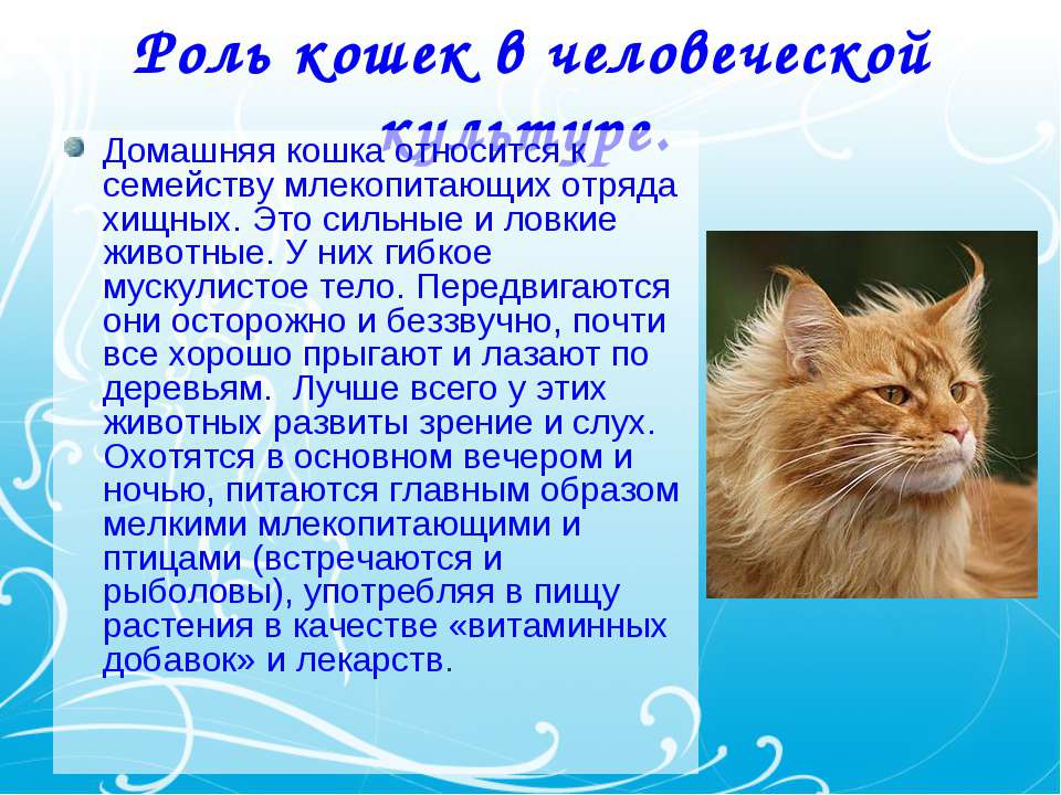 Рыжий кот: особенности характера и популярные породы