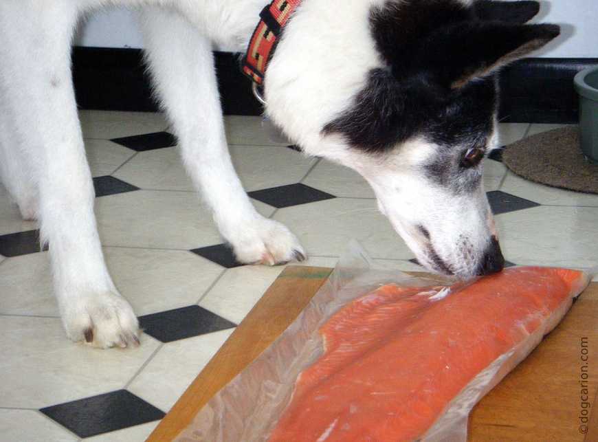 Можно ли собакам рыбу: как давать правильно