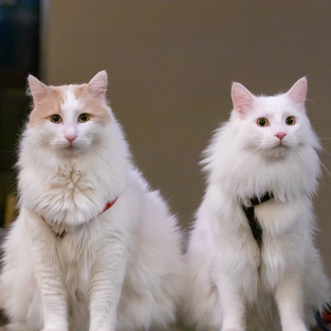 Турецкий ван (порода кошек): описание и особенности