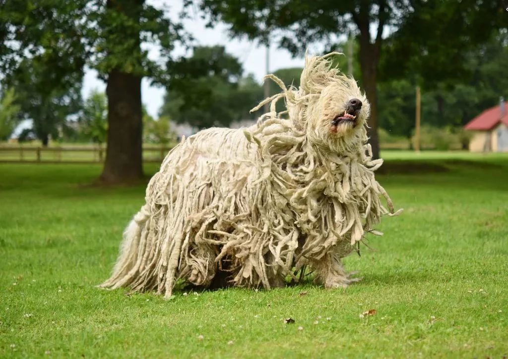 Редкие породы собак: самые необычные в мире